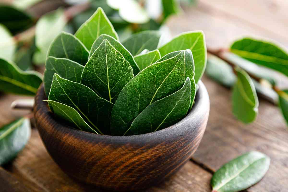 Il trucco delle foglie d’alloro che tutti stanno provando